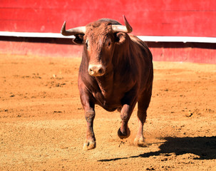 bull in spain in bullring