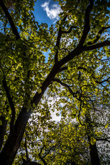 Crown of old deciduous trees in the park