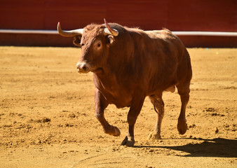 bull in spain in bullring