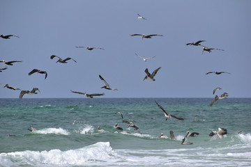 Fototapeta na wymiar group of pelicans and seagulls feeding off the coast of florida