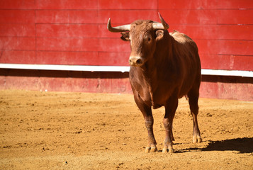 toro español en plaza de toros