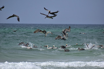 group of pelicans and seagulls feeding off the coast of florida