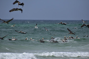 group of pelicans and seagulls feeding off the coast of florida