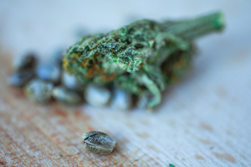 Medical Cannabis and  Marijuana Seeds on the fresh piece of oak wood - macro view.