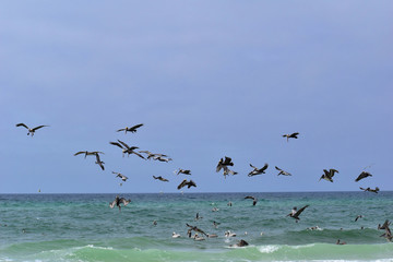 group of pelicans and seagulls feeding off the coast of florida
