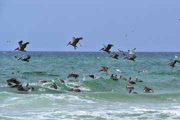 group of pelicans and seagulls feeding off the coast of florida
