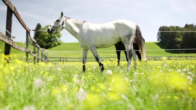 white horse on farm field pasture, green grass, yellow dandelion flowers in enclosure fence paddock