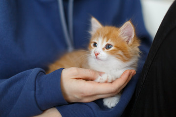 Close up photo of cute little ginger kitten with blue eyes sitting on the palm of girl hand, tired after active play, front view/handsome red and white kitty, selective focus, pets and care concept. © Denis Mamin
