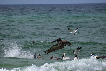 group of pelicans and seagulls feeding off the coast of florida