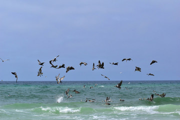 group of pelicans and seagulls feeding off the coast of florida