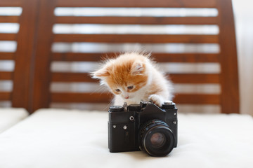 Little adorable sunny fluffy cute ginger cat plays with a vintage camera, front view/ light...