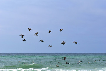 group of pelicans and seagulls feeding off the coast of florida
