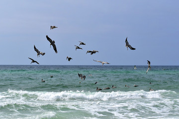 group of pelicans and seagulls feeding off the coast of florida