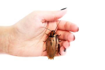 Cockroach Blaberus craniifer one of the types of South American cockroaches sits on the hand of a young girl. Blaberidae of the Blaberus genus, also known as the dead head. Isolated.
