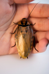 Cockroach Blaberus craniifer one of the types of South American cockroaches sits on the hand of a young girl. Blaberidae of the Blaberus genus, also known as the dead head .