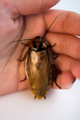 Cockroach Blaberus craniifer one of the types of South American cockroaches sits on the hand of a young girl. Blaberidae of the Blaberus genus, also known as the dead head .