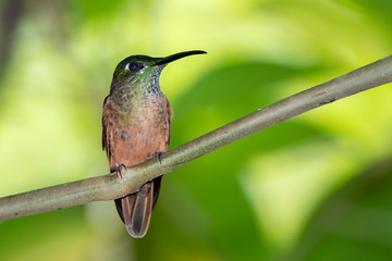 Fawn-breasted Brilliant Hummingbird (Heliodoxa rubinoides), Tandayapa Area, Ecuador