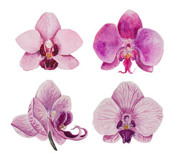 Set consisting of pink orchid phalaenopsis flowers Hand-painted in watercolor, suitable for blending in composition and patterns. white isolated background