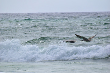 Fototapeta premium brown pelican flying over waves on the beach