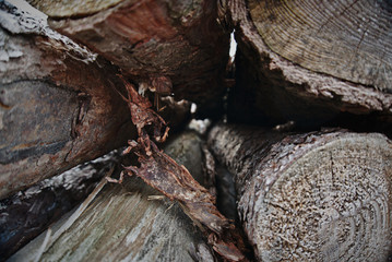 Developed using darktable 2.6.1