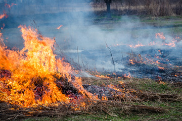 Burning grass on the field in village. Burning dry grass in fields. Wild fire due to hot windy weather in summer