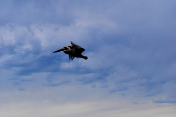 brown pelican flying across a blue sky backdrop