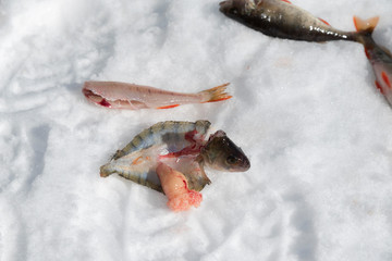 Two perch and one fresh fillet from cleaned fish and fish skin and caviar on a frozen lake in the mountain Selective focus