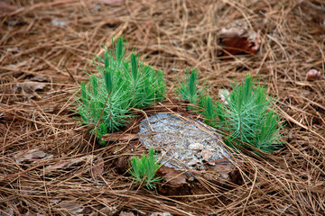 Kanaren-Kiefer, Kanarische Kiefer (Pinus canariensis)