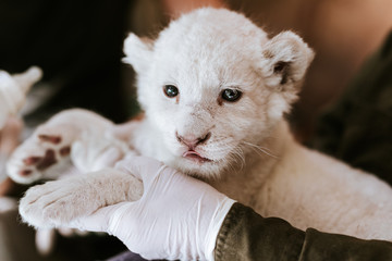 Man in white gloves holding cute white lion cub
