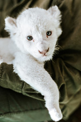 Man in green jacket holding cute furry white lion