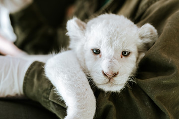 Man in green jacket holding cute furry white lion