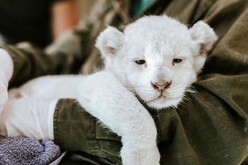 Man in green jacket holding cute furry white lion