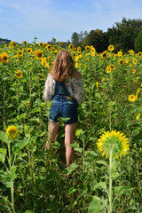 Mädchen von hinten steht mit kurzer Jeans im Sonnenblumen Feld 