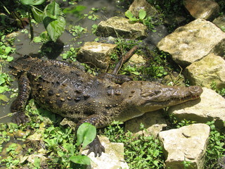 Cocodrilo