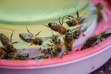 bees on a drinking bowl with sweet water. Feeding of bees during the absence of honey collection. Bees close-up on a jar of water and yellow syrup.