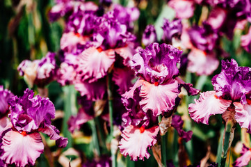 Iris coloré dans un jardin