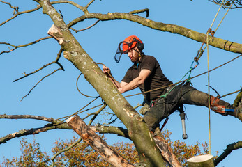Forester male  working at height in the top of a tree.  He is tied or belayed to the tree by ropes...