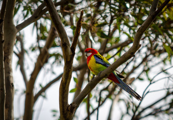 colorful bird on a branch