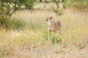 Cheetah Walking in a South Africa Savannah, Kruger National Park