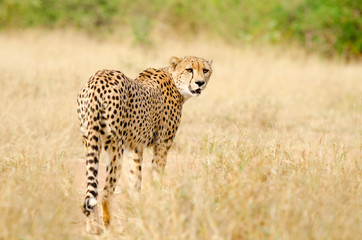 Cheetah Walking in a South Africa Savannah, Kruger National Park