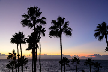 Fototapeta na wymiar Palm trees against a deep blue sunset