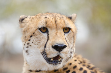 Cheetah Face Portrait, in a  South Africa Savannah, Kruger National Park