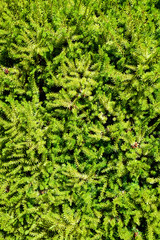 Texture background of green leaves and branches of Araucaria