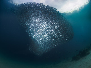 Yellowstripe Scad Giant Fish Tornado