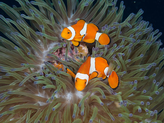 Anemone Clown Fish Couple with Eggs - obrazy, fototapety, plakaty