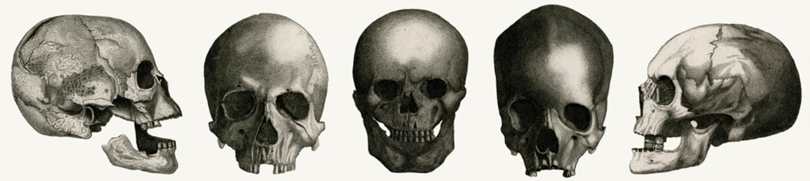 Selection of Skulls