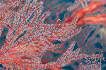 Tiny Raja Ampat Pygmy Seahorse