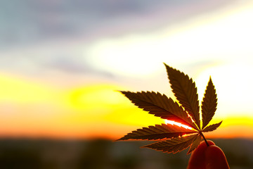 Cannabis leaf, background image. Themed photos of cannabis plants and marijuana at sunrise. Premium product CBD - Cannabidiol. Blurred background with copy space