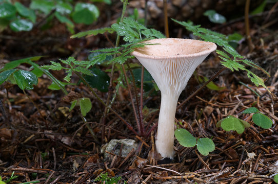 Funnel mushroom Clitocybe gibba in the old spruce forest. Natural environment, edible fungus.