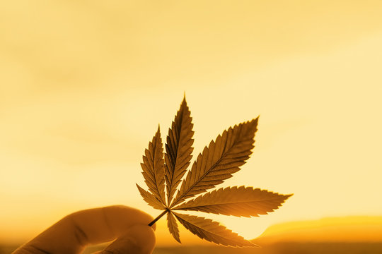 Cannabis leaf, background image. Themed photos of cannabis plants and marijuana at sunrise. Premium product CBD - Cannabidiol. Blurred background with copy space